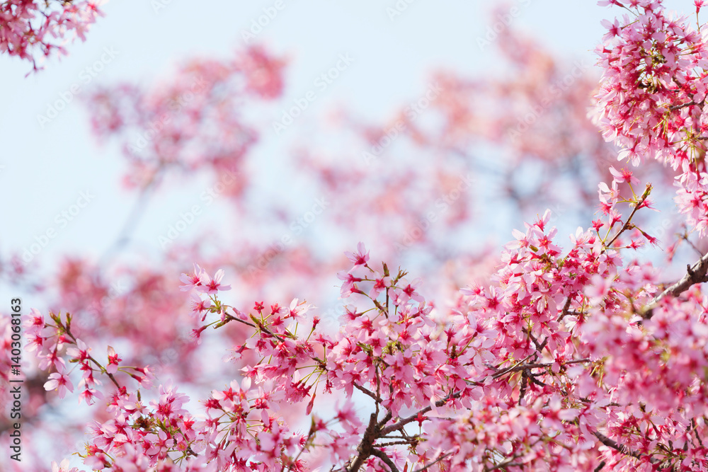 Cherry blossoms and blue sky, fresh and bright spring scenery
Cherry blossoms and blue sky, fresh and bright spring scenery