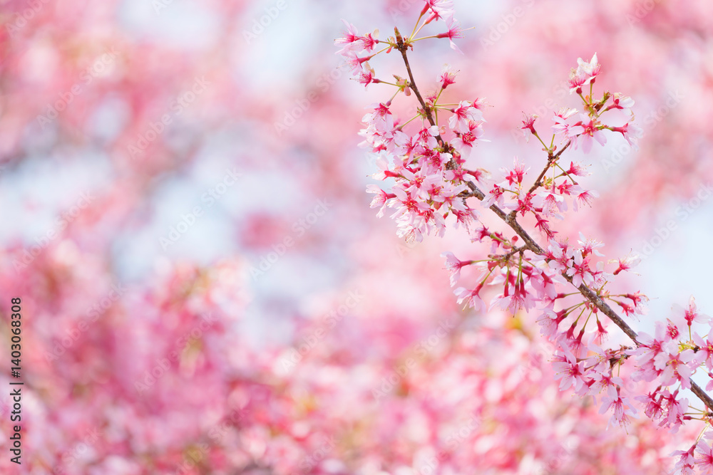 Close-up of cherry blossoms, spring plants, bright pink
Close-up of cherry blossoms, spring plants, bright pink
