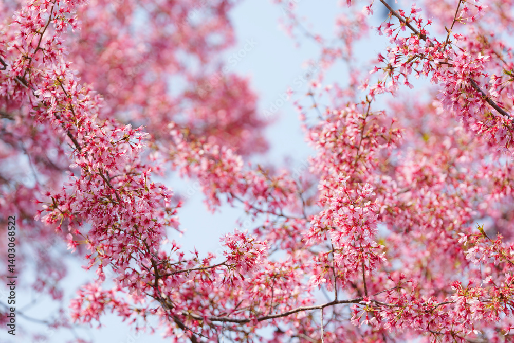 Cherry blossoms and blue sky, fresh and bright spring scenery
Cherry blossoms and blue sky, fresh and bright spring scenery