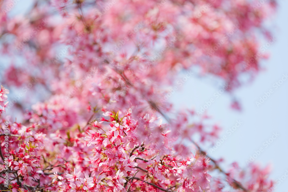 Close-up of cherry blossoms, spring plants, bright pink
Close-up of cherry blossoms, spring plants, bright pink