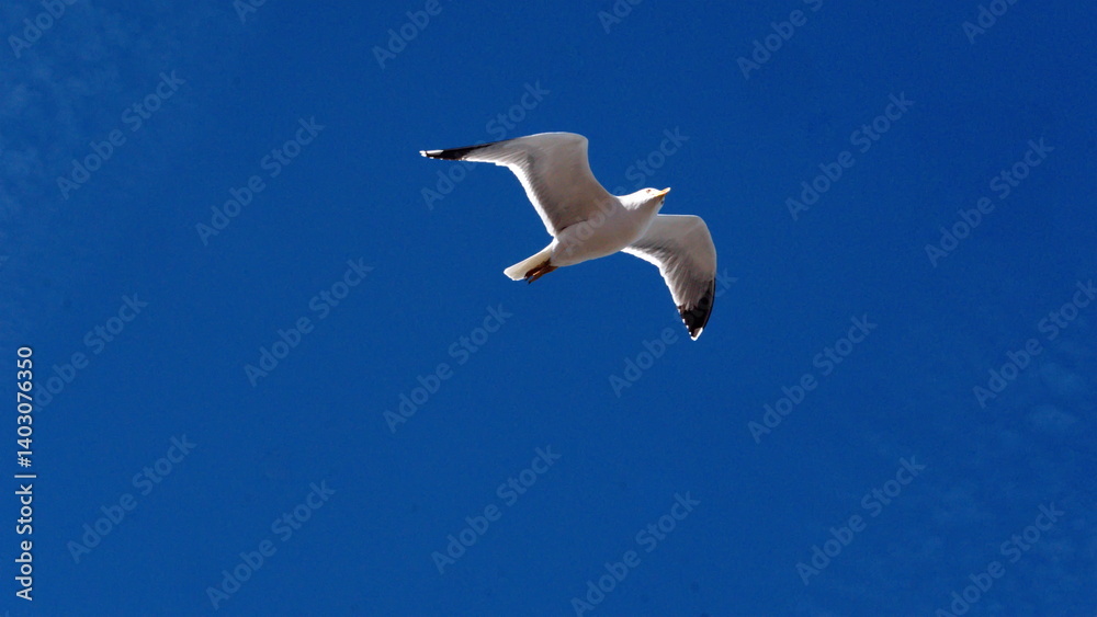 Obraz premium Yellow-legged gull (Larus michahellis) flying above the medina in Essaouira, Morocco