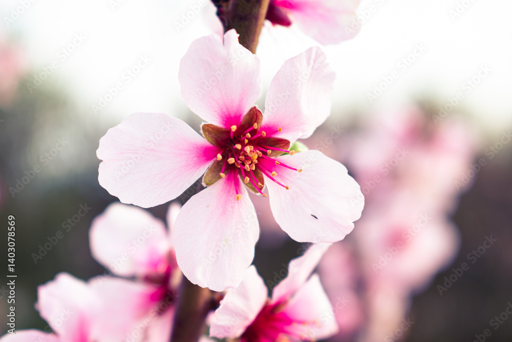 Close up of pink peach tree blossoms Close up of pink peach tree blossoms