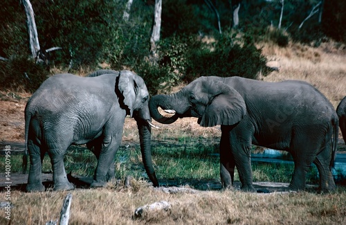 Photography elephants in the wild