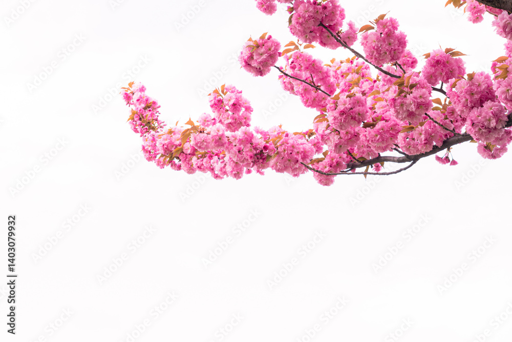 Fototapeta premium Pink cherry blossoms