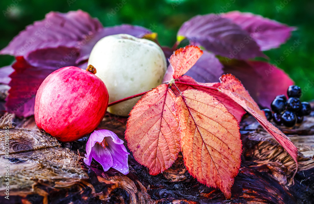 autumn leaves and apples
