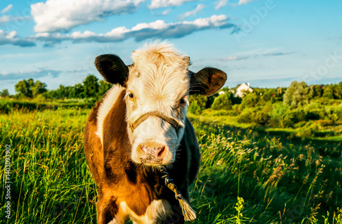 Obraz na płótnie cow on the meadow w salonie