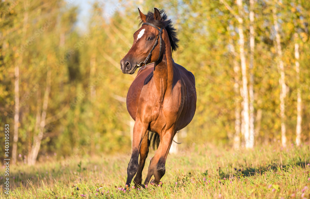 horse in the field