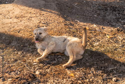 This heartwarming image features a light-colored dog lying playfully on the ground with its tongue sticking out, adding a touch of humor and charm. It is captured in soft golden hour light