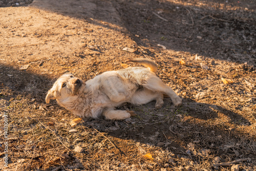 This candid photo captures a light-colored dog mid-roll on a dry, sunlit patch of earth. With one paw raised and tail wagging, the dog exudes carefree joy and playfulness. 