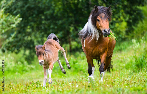 Obraz na płótnie mare and foal w salonie