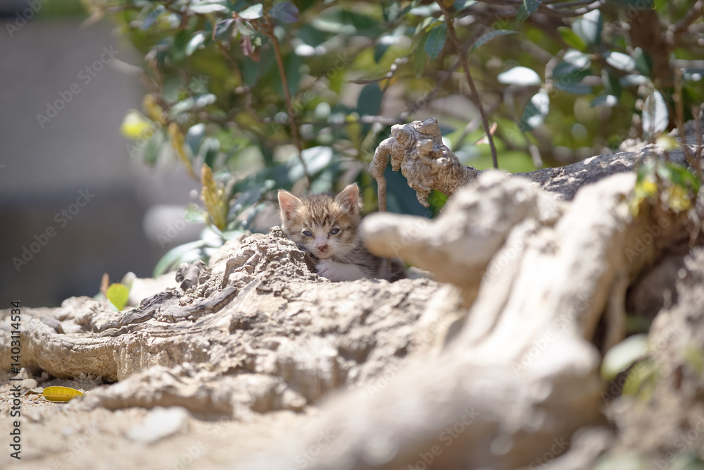 Obraz premium 春、まだ産まれて間もない仔猫