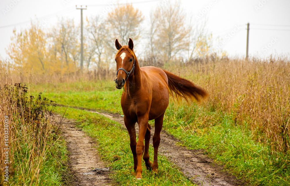 Fototapeta premium horse in the field