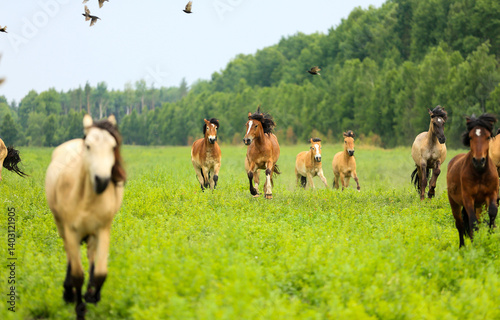 herd of horses