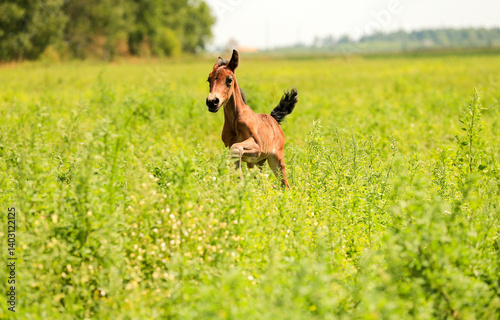 horse foal in the meadow