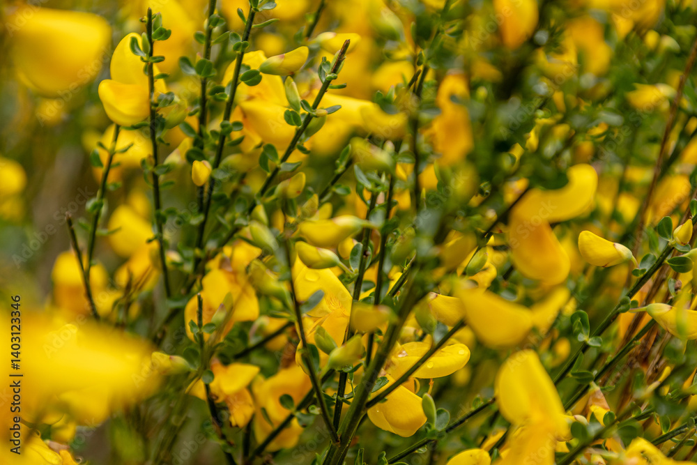Natural plant with yellow flowers and thin ascending green branches. Concept: Nature, clean air, wild, botany.