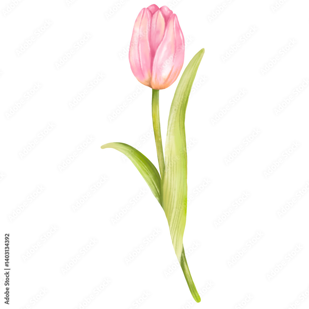 pink tulip isolated