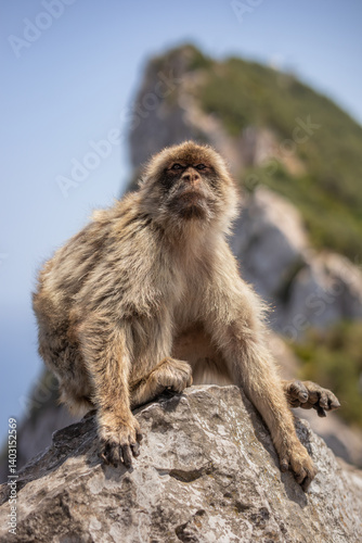 Vertical Portrait of Furry Barbary Macaque on Rock in Gibraltar Nature Reserve. Cute Endangered Animal Macaca Sylvanus on Stone during Sunny Day.
