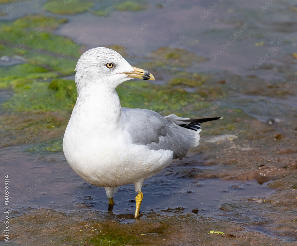 Obraz premium Ring-billed Gull