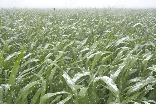 Snowy Grass Field