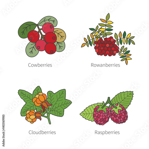 Set of vector doodle pied berries isolated on white