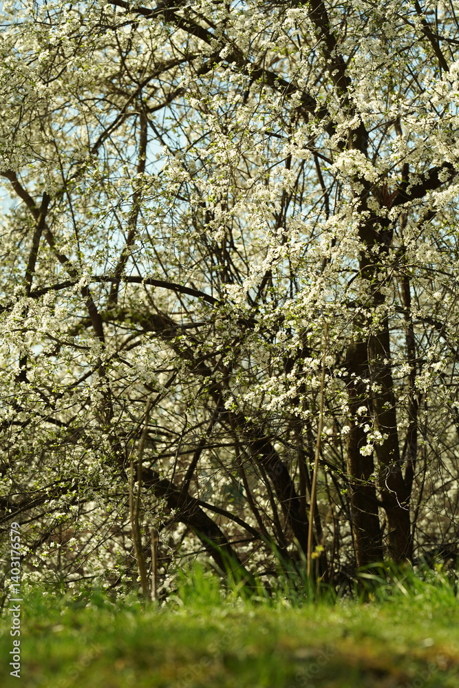 trees in the park trees in the park