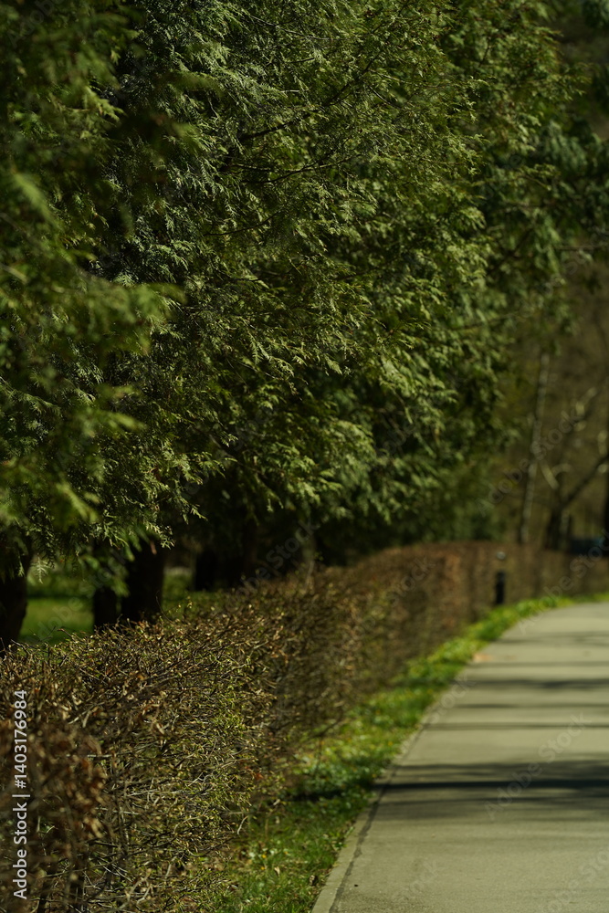 Fototapeta premium alley in the park