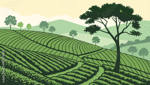 green tea plantation