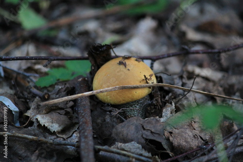 small aspen mushroom in early July