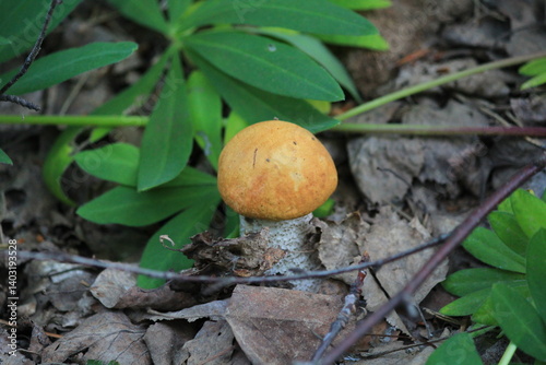 small aspen mushroom in early July