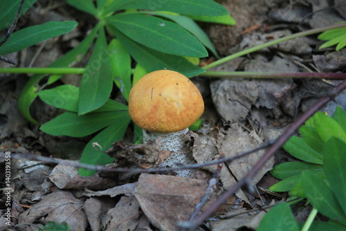 small aspen mushroom in early July