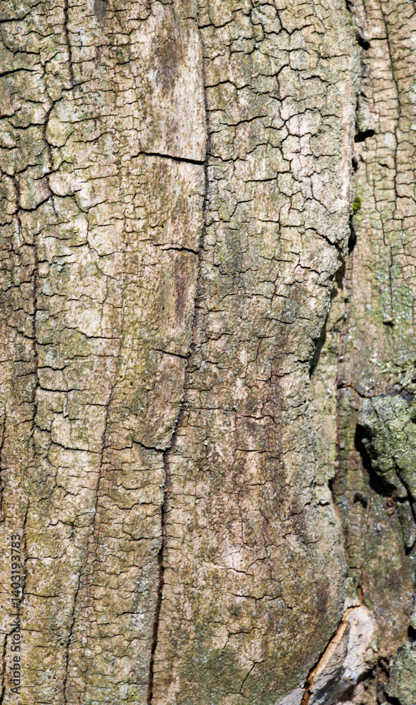 Beautiful close-up of the bark of tetradium daniellii Beautiful close-up of the bark of tetradium daniellii