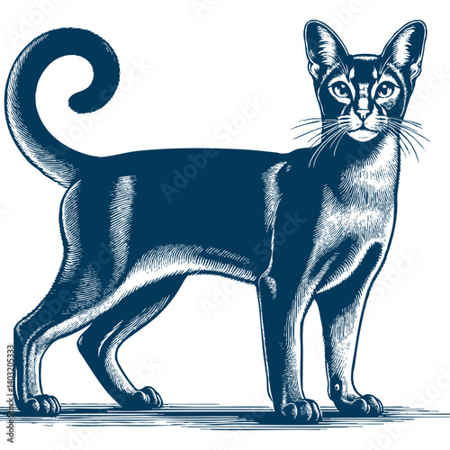abyssinian cat vector