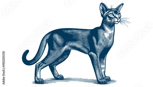 abyssinian cat vector