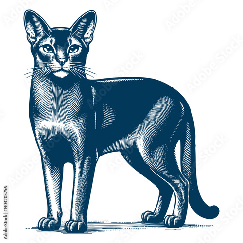 abyssinian cat vector