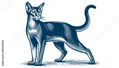 abyssinian cat vector