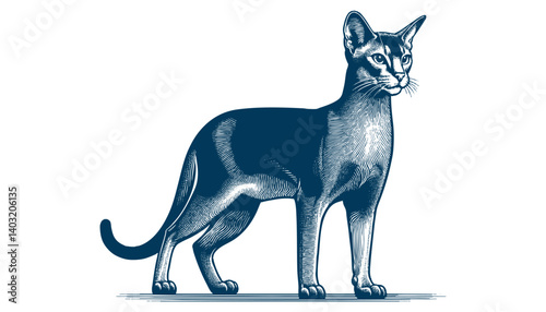 abyssinian cat vector
