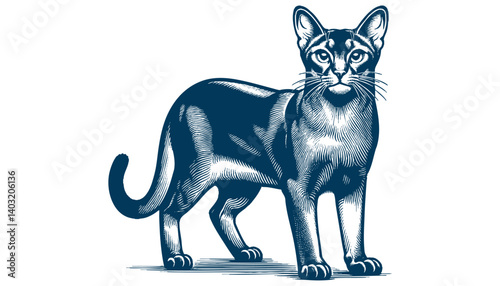abyssinian cat vector
