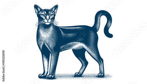 abyssinian cat vector
