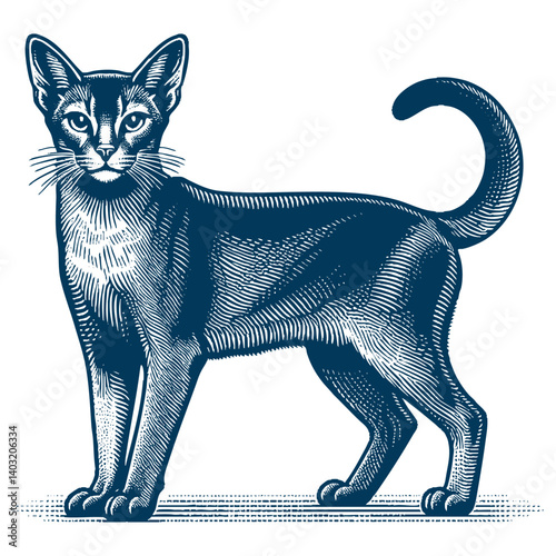 abyssinian cat vector