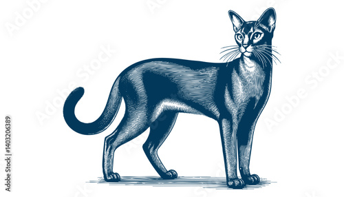 abyssinian cat vector