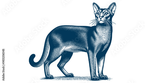 abyssinian cat vector