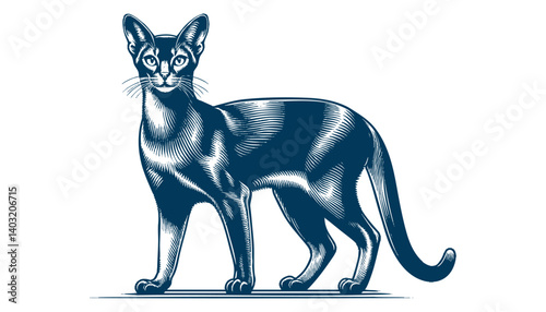 abyssinian cat vector