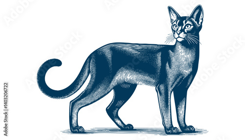 abyssinian cat vector