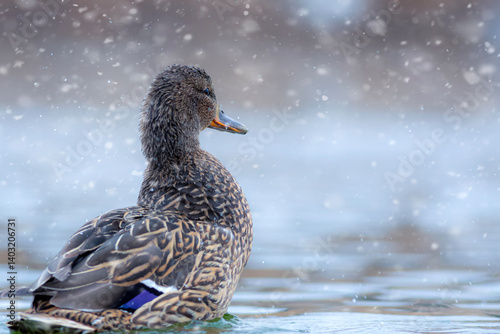 Foto Lake and duck. Mallard (Anas platyrhynchos). Nature background.