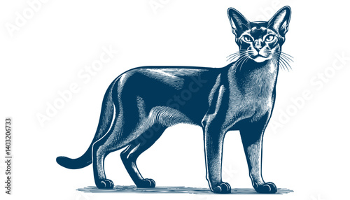 abyssinian cat vector