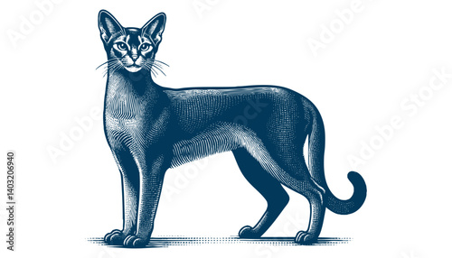 abyssinian cat vector