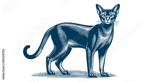 abyssinian cat vector