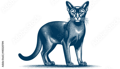 abyssinian cat vector