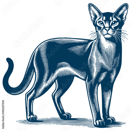 abyssinian cat vector