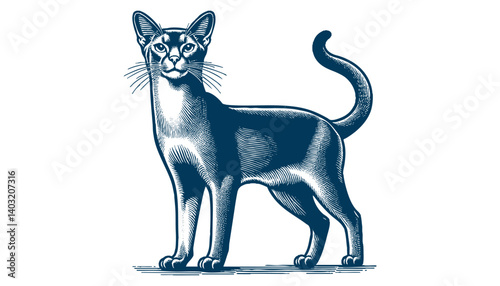 abyssinian cat vector